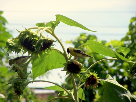 Female and male goldfinch eating from sunflower plants